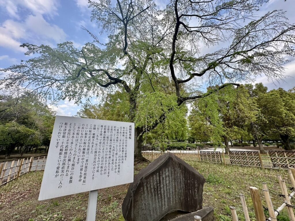 中央公園桜