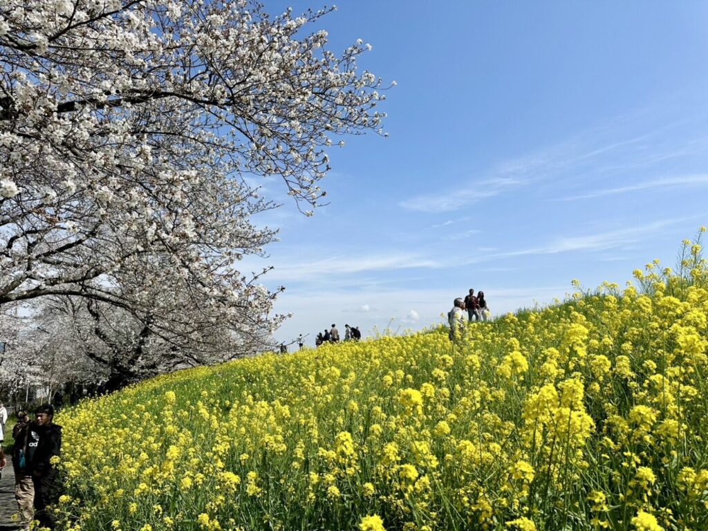 熊谷さくら祭りレポート