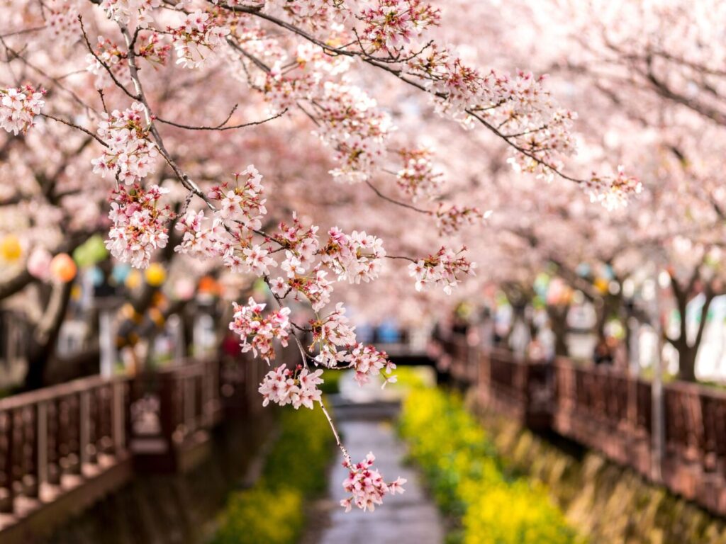 熊谷桜フォトコンテスト