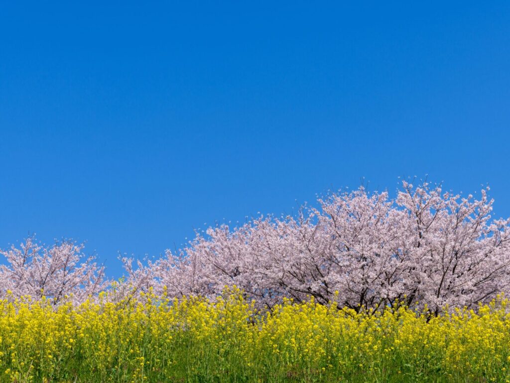 熊谷市花粉