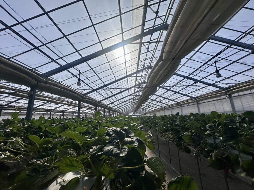 嶋村屋 熊谷いちご園