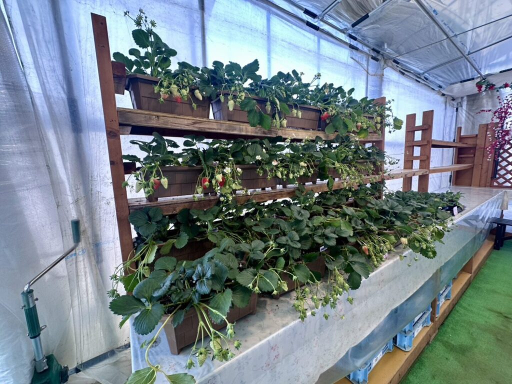 嶋村屋 熊谷いちご園