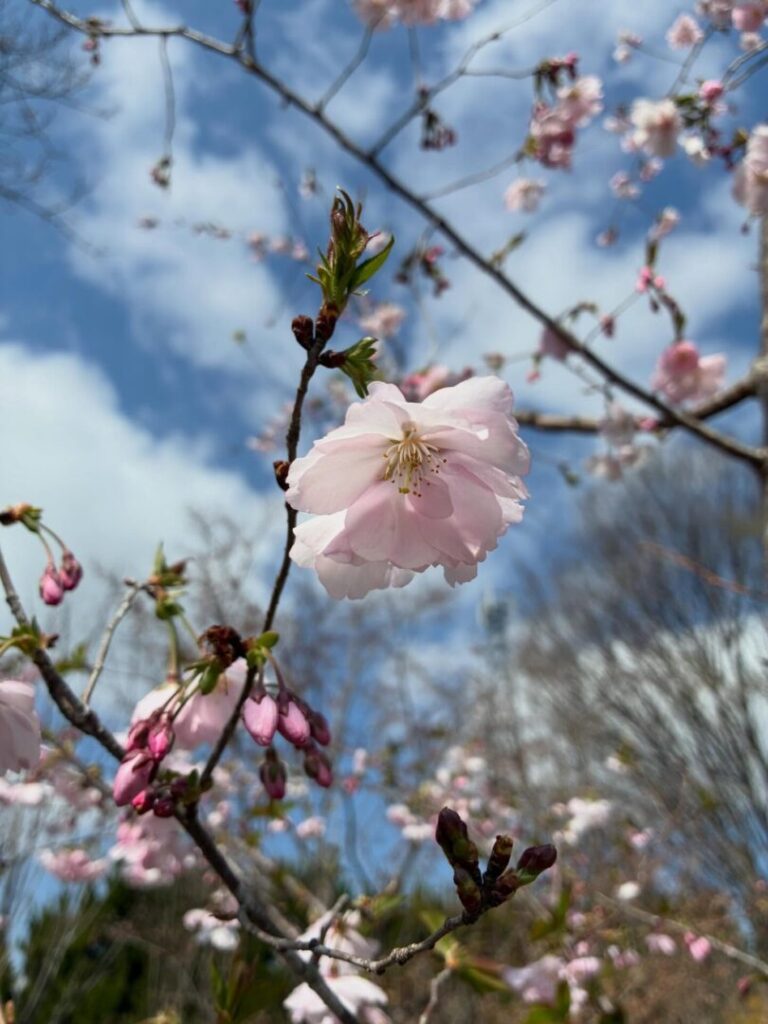 大須賀造園の「春の農場即売会」