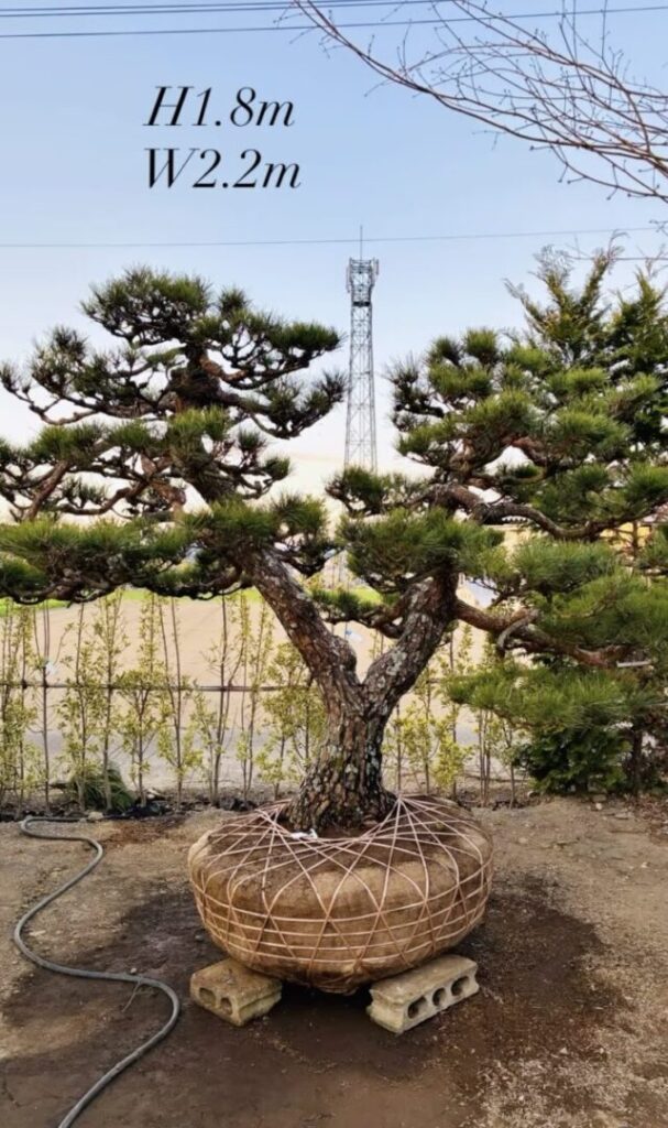 大須賀造園の「春の農場即売会」